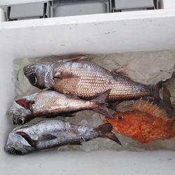 康仁丸・ジギング釣り果